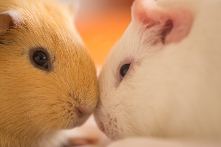 Are Scented Candles Bad For Guinea Pigs?