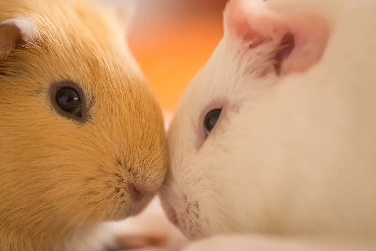 are scented candles bad for guinea pigs