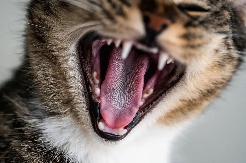 how to keep a cats teeth clean
