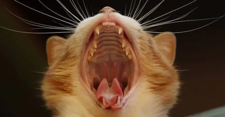 How To Keep Cats Teeth Clean Without Brushing: 5 Alternatives