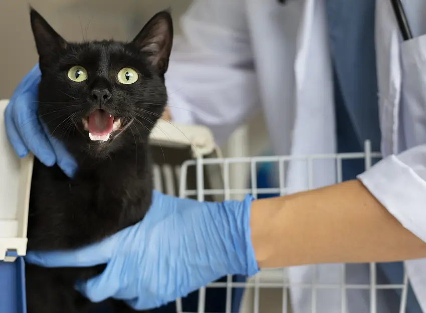 how to prevent dental problems in cats