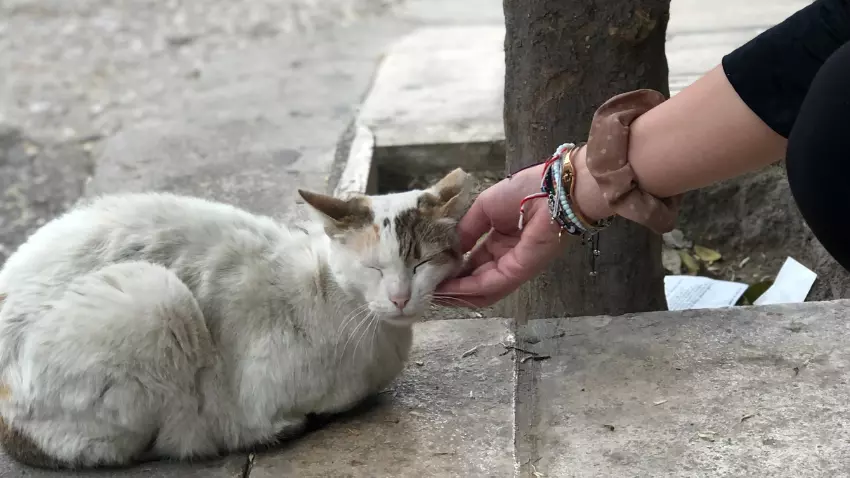 what to do with a stray cat