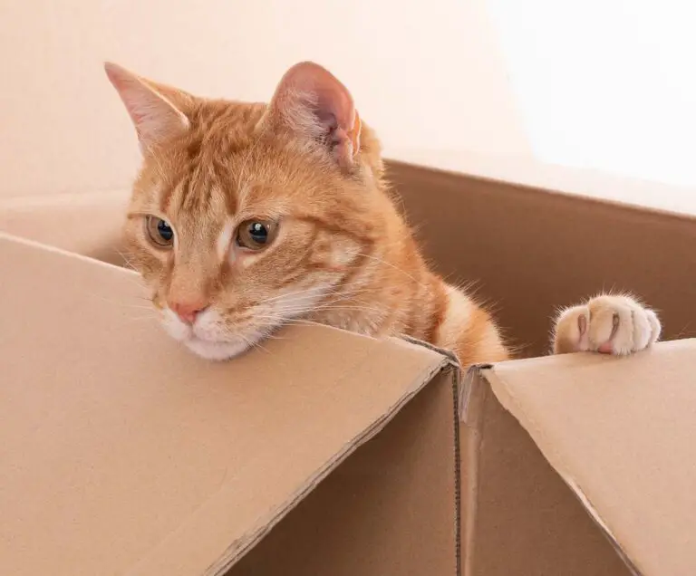 Cat Not Eating After Move? Here’s The Reason Why