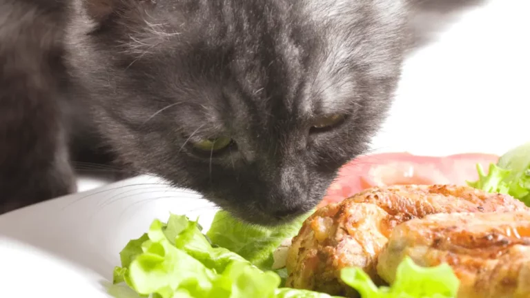 Can Cats Eat Chicken Skin? What Are The Nutritional Benefits?