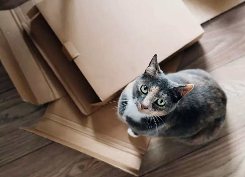 how to help your cat adjust to moving