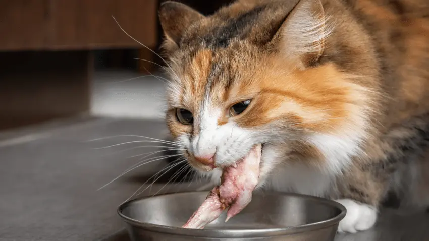 Is chicken skin good for cats