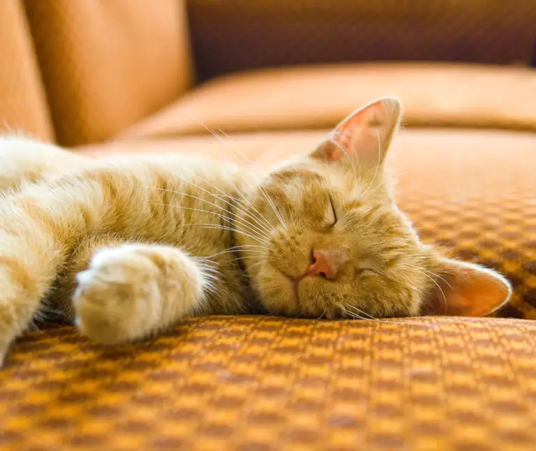 Cat Growling in Sleep? Check These 5 Possible Reasons!