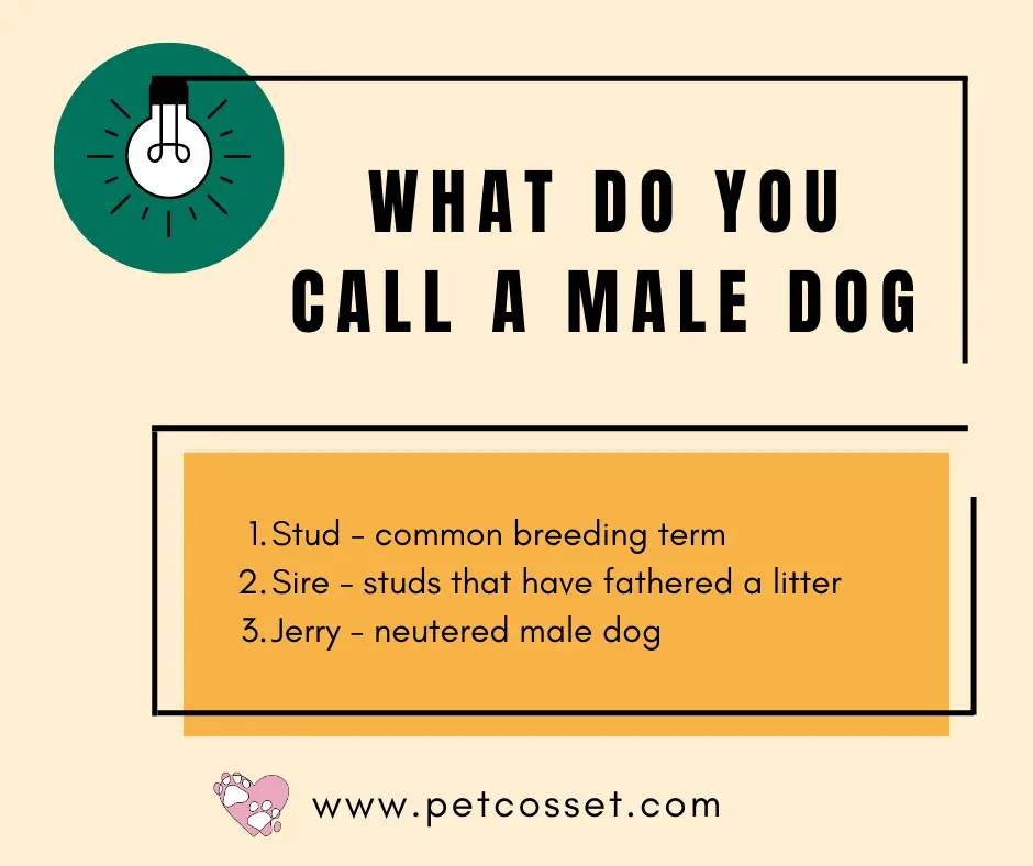 What do you call a male dog