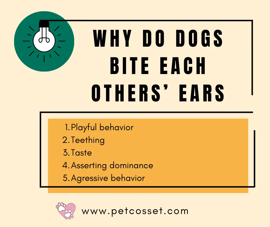 Why Does My Dog Bite My Other Dogs Ears