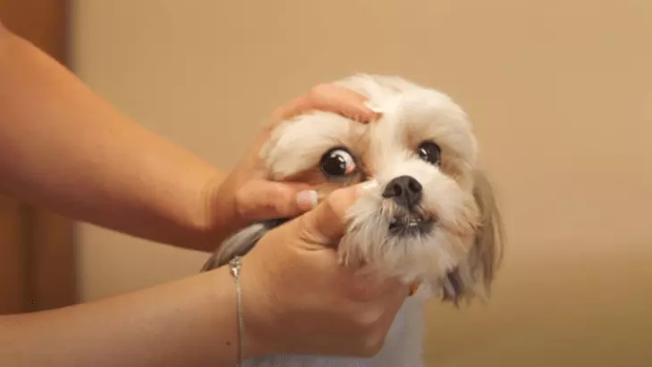 what causes cherry eye in dogs