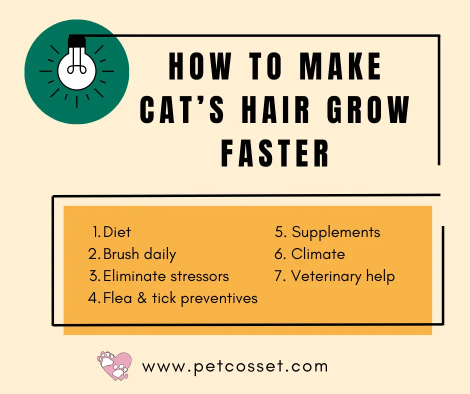 How to make your cats hair grow faster