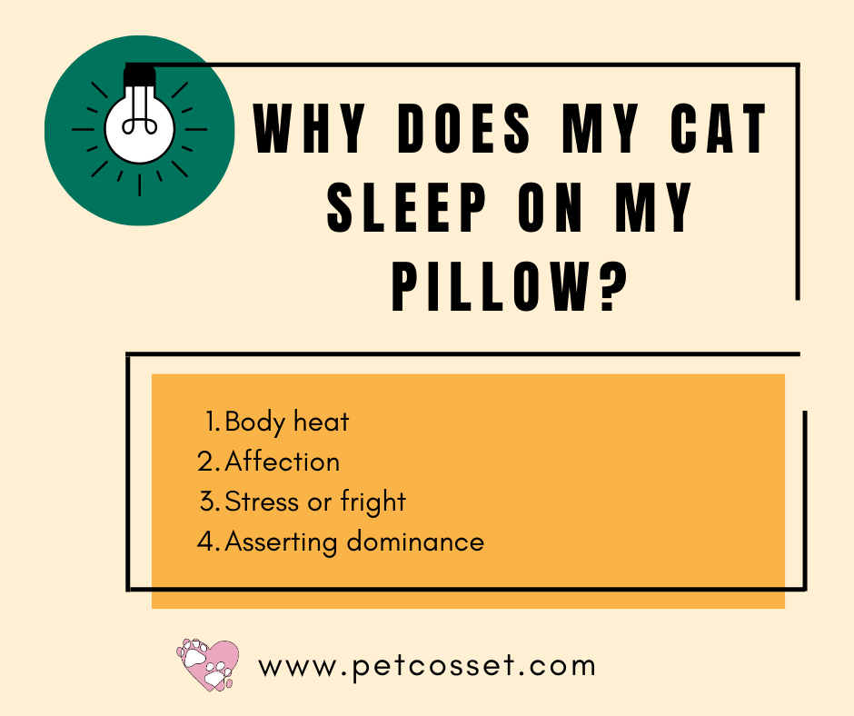 Why Does My Cat Sleep On My Pillow