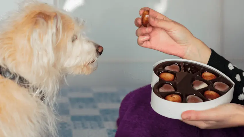 how much chocolate is toxic to dogs