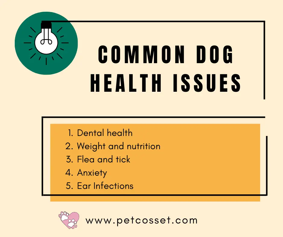 Understanding and Preventing Common Dog Health Issues