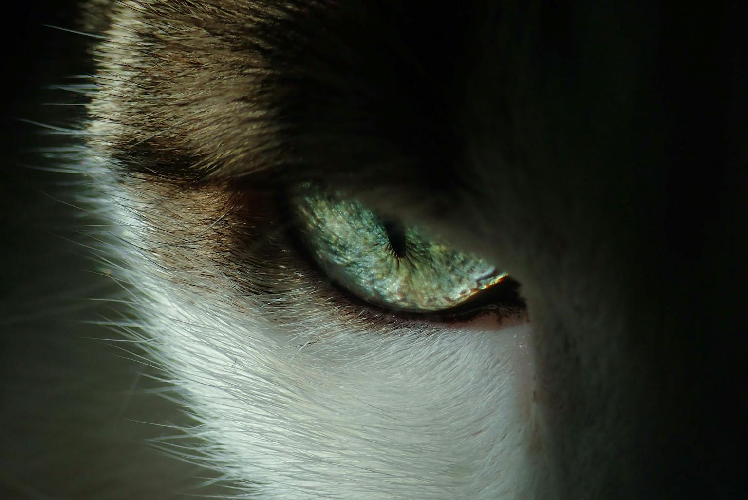 Cat's Eye View Decoding What Colors Can Cats See PetCosset