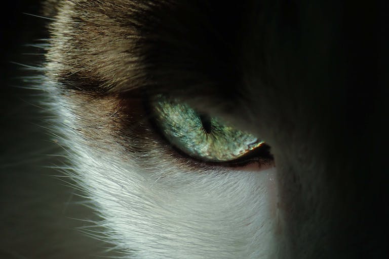 Cat’s Eye View: Decoding What Colors Can Cats See